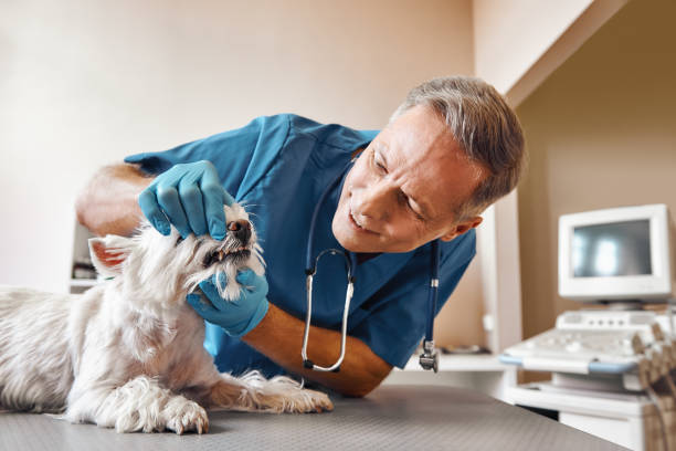 Best Emergency Root Canal Treatment in Frankford, DE